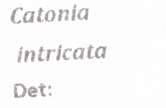Catonia intricata