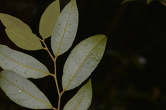 Cryptocarya dorrigoensis