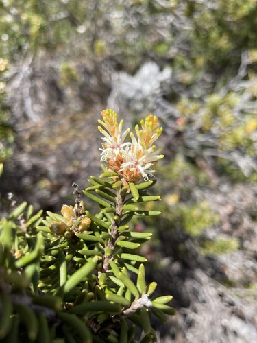 Orites revolutus, photograph 3
