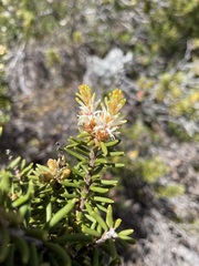 Orites revolutus