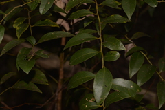 Cryptocarya dorrigoensis