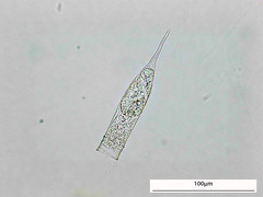 Amphorellopsis