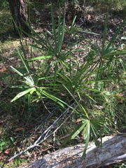 Livistona decora