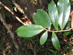 Stephanodaphne pilosa