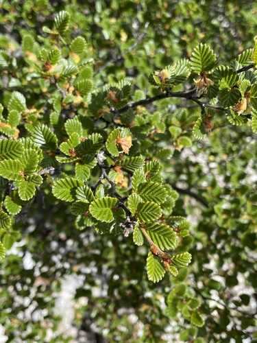 Nothofagus gunnii (Nothofagus gunnii)