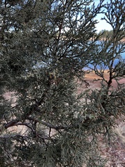 Juniperus deppeana