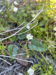 Spergula arvensis