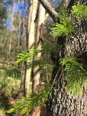 Asparagus racemosus