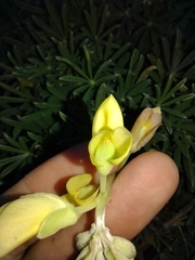 Lupinus arboreus