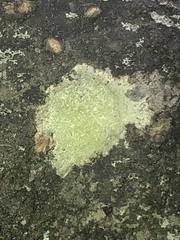 Lecanora strobilina