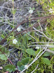 Spergula arvensis