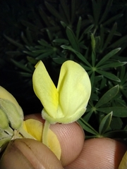 Lupinus arboreus