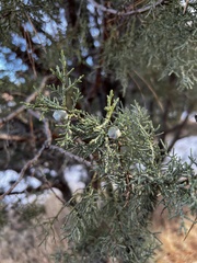 Juniperus deppeana
