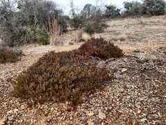 Arctostaphylos myrtifolia