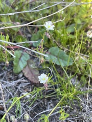 Spergula arvensis