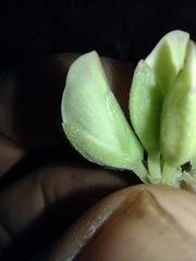 Lupinus arboreus