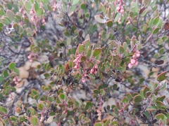 Arctostaphylos myrtifolia