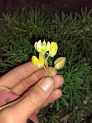 Lupinus arboreus