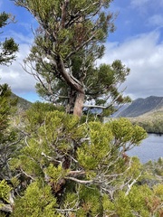 Athrotaxis cupressoides