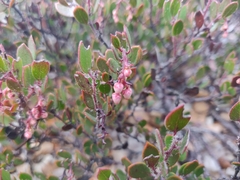 Arctostaphylos myrtifolia