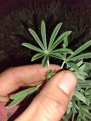 Lupinus arboreus