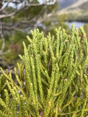 Athrotaxis cupressoides