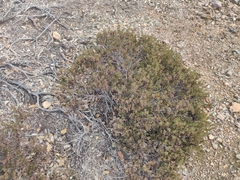 Arctostaphylos myrtifolia