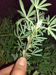 Lupinus arboreus