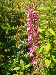 Francoa appendiculata