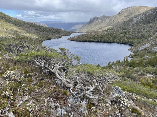 Nothofagus gunnii (Nothofagus gunnii)