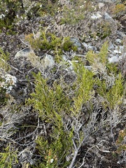 Microcachrys tetragona