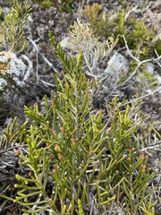 Microcachrys tetragona