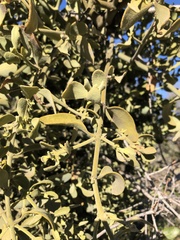 Phoradendron villosum