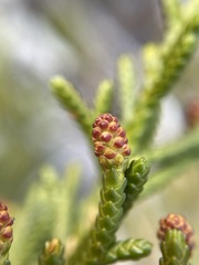 Microcachrys tetragona