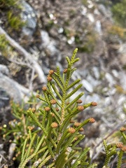 Microcachrys tetragona