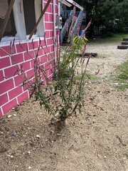 Celosia spicata
