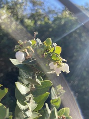 Arctostaphylos purissima