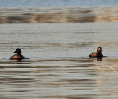 Melanitta perspicillata