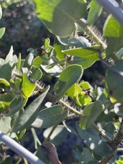 Arctostaphylos purissima