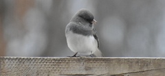 Junco hyemalis