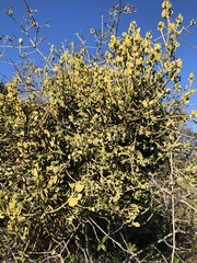 Phoradendron villosum