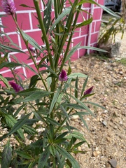 Celosia spicata