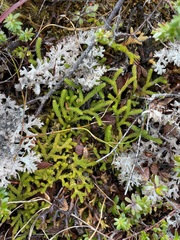 Austrolycopodium fastigiatum