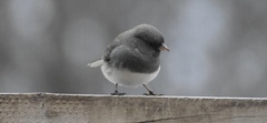 Junco hyemalis