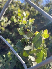 Arctostaphylos purissima