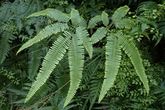Dicranopteris pedata