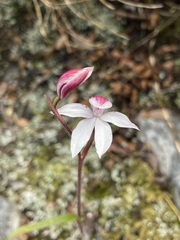 Caladenia alpina