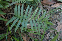 Cyclosorus interruptus