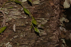 Dendrobium pugioniforme