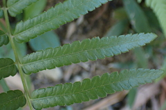 Cyclosorus interruptus